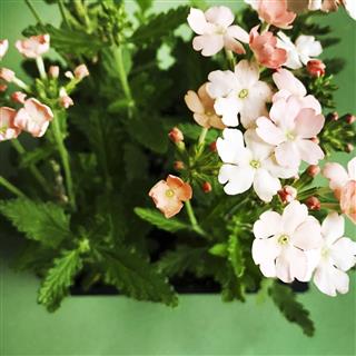Peach Verbena Flowers