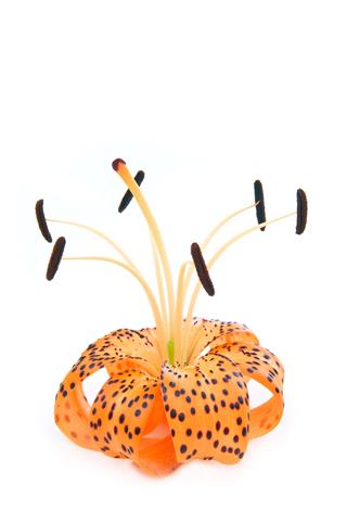 Orange Tiger Lily Flower