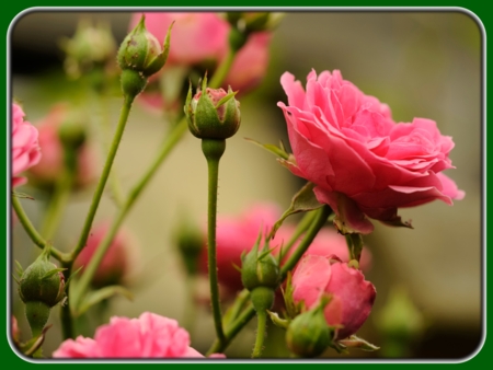 Pink Roses with Buds in Garden at Dusk