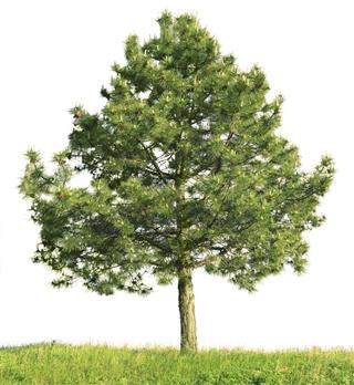 Scotch pine