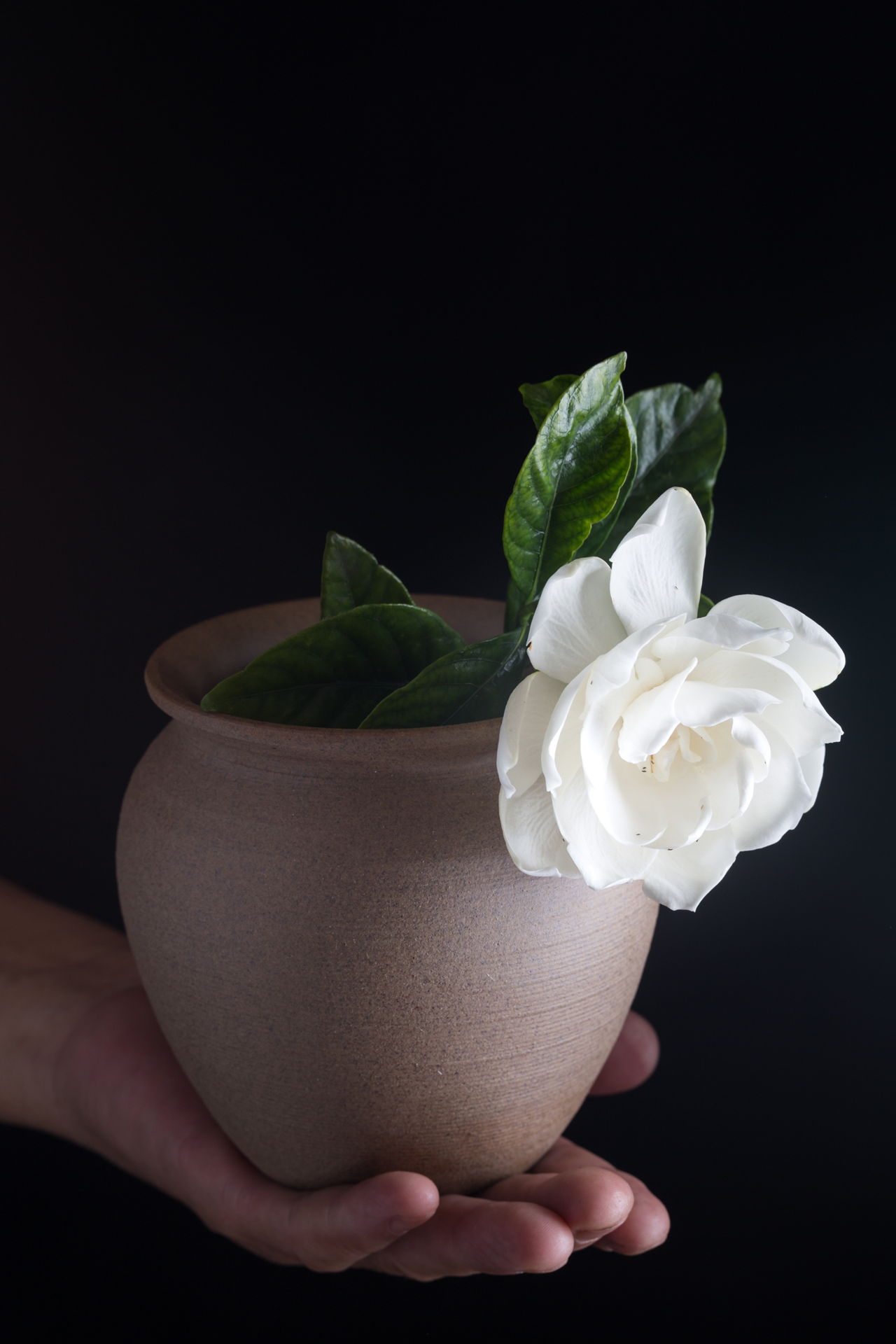 Gardenias Studio Shot