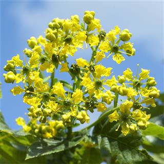Ruta Graveolens