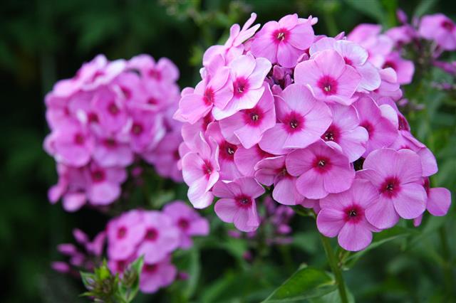 Pink Phlox