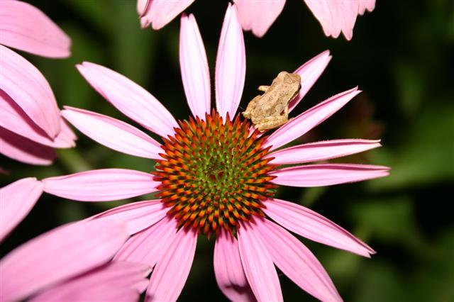 Frog On A Flower