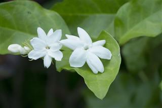 White Jasmine Flower