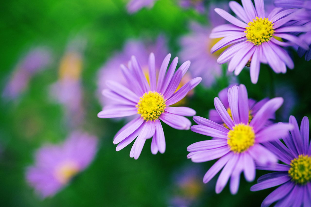 Purple Daisy