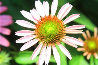 Cone Flower