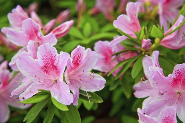 Pink Azaleas