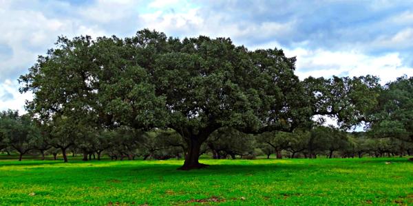 live oak
