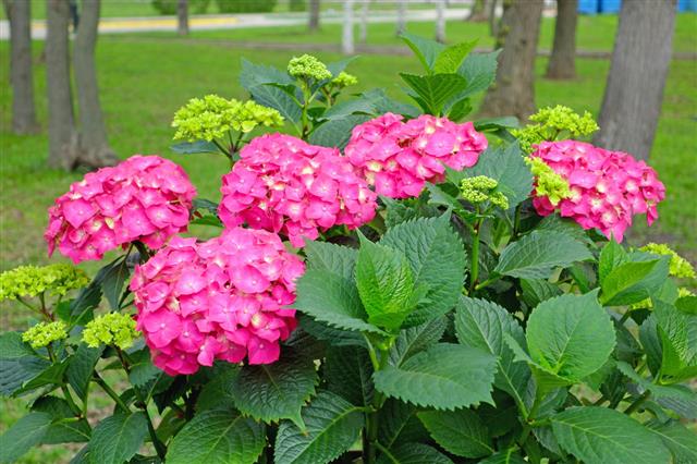Pink Hydrangea Bush
