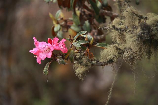 Rhododendron National Flower Of Nepal