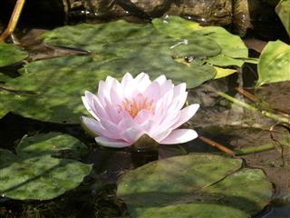Pink Water Lily