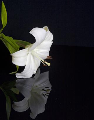 White Lily Flower