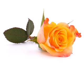 Orange Rose