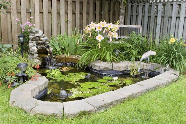 Back Yard Fish Pond