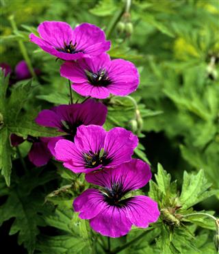 Cranesbill Geranium