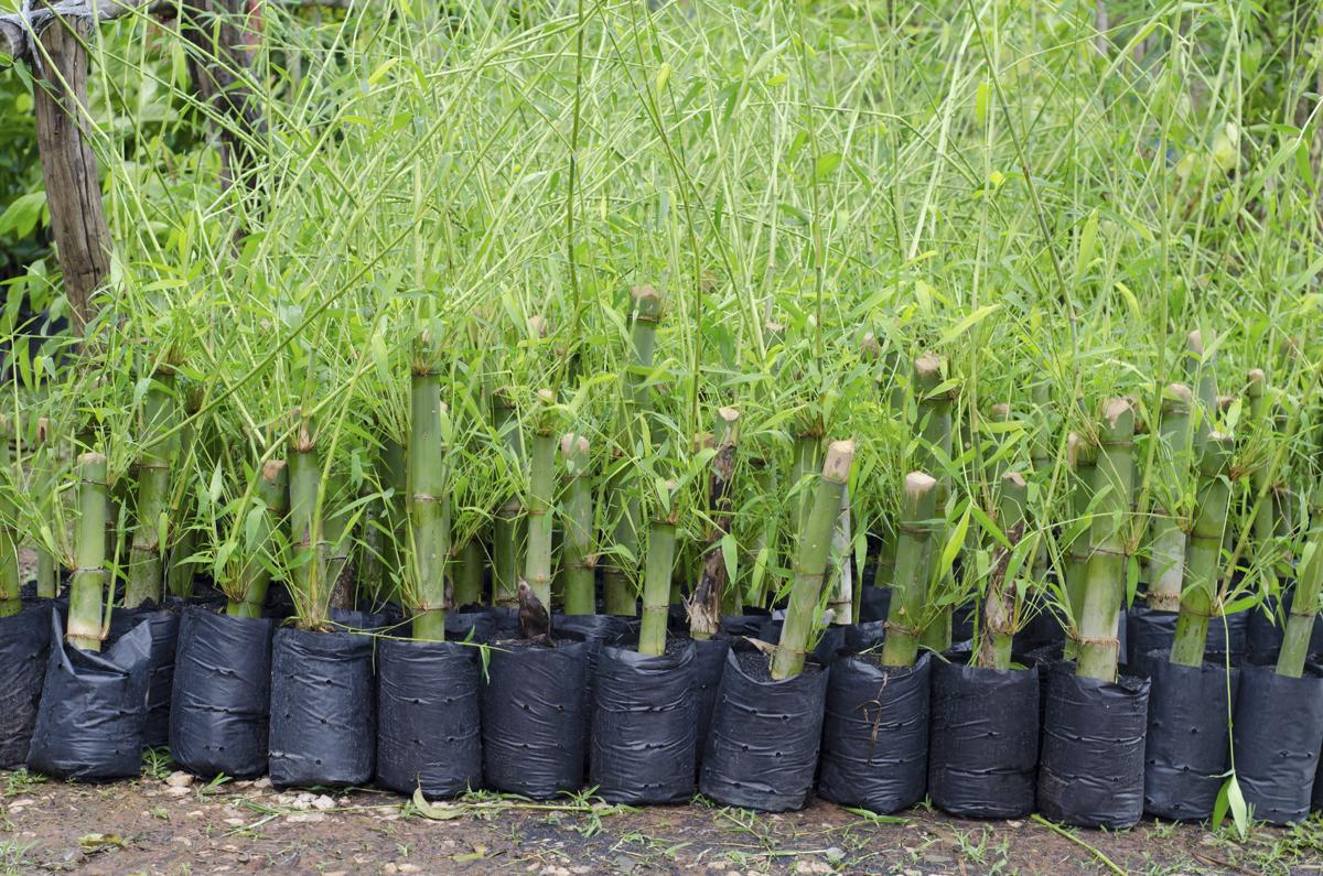 Bamboo seedling in plastic bag