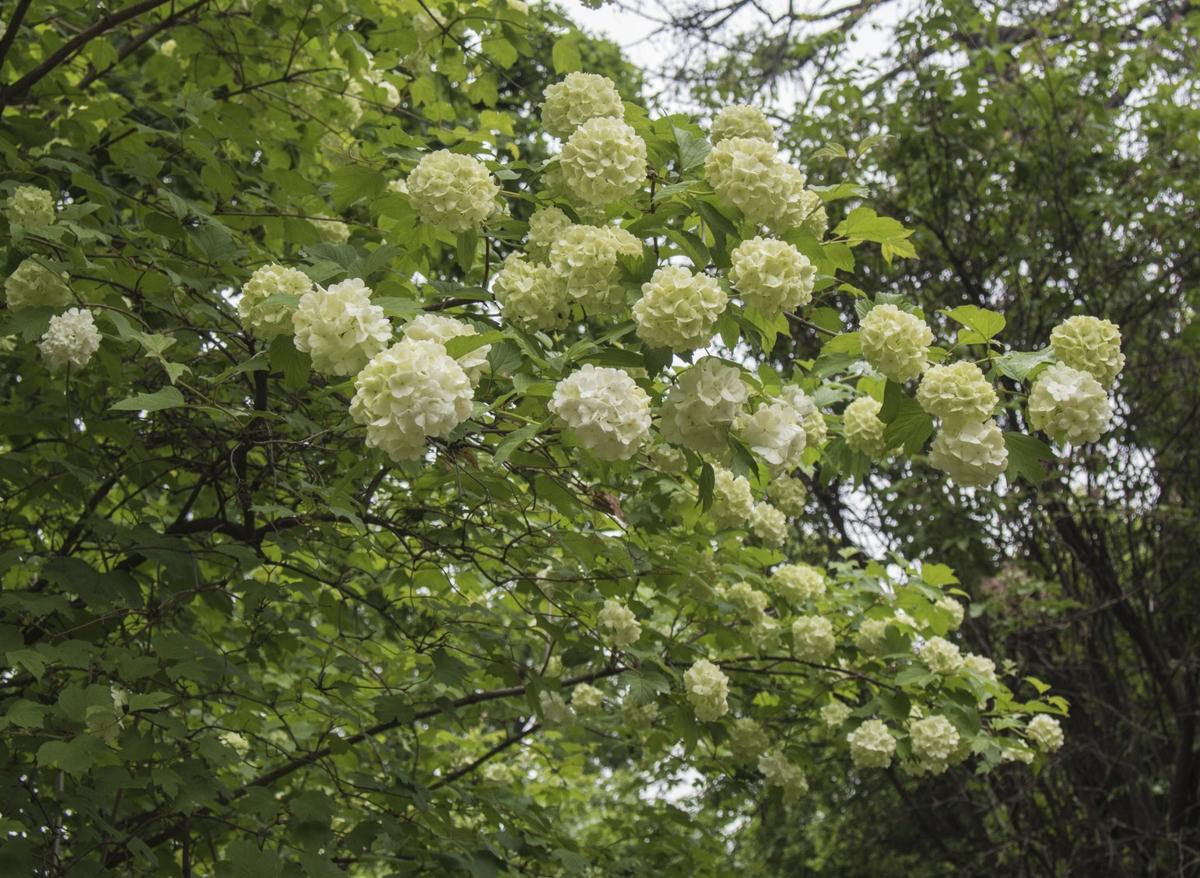 White spring blooming
