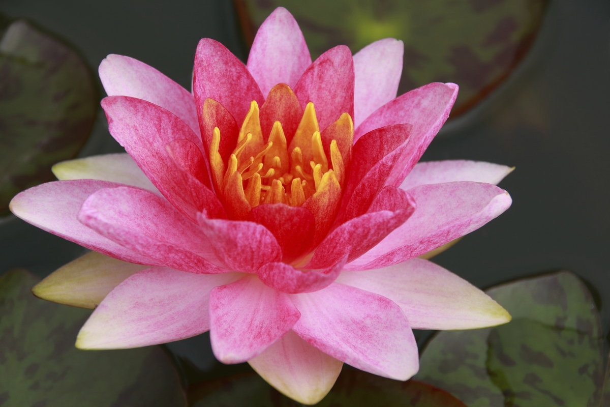Pink Lotus
