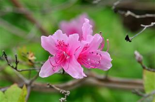 Azalea