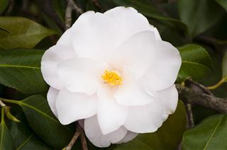 White Camellia
