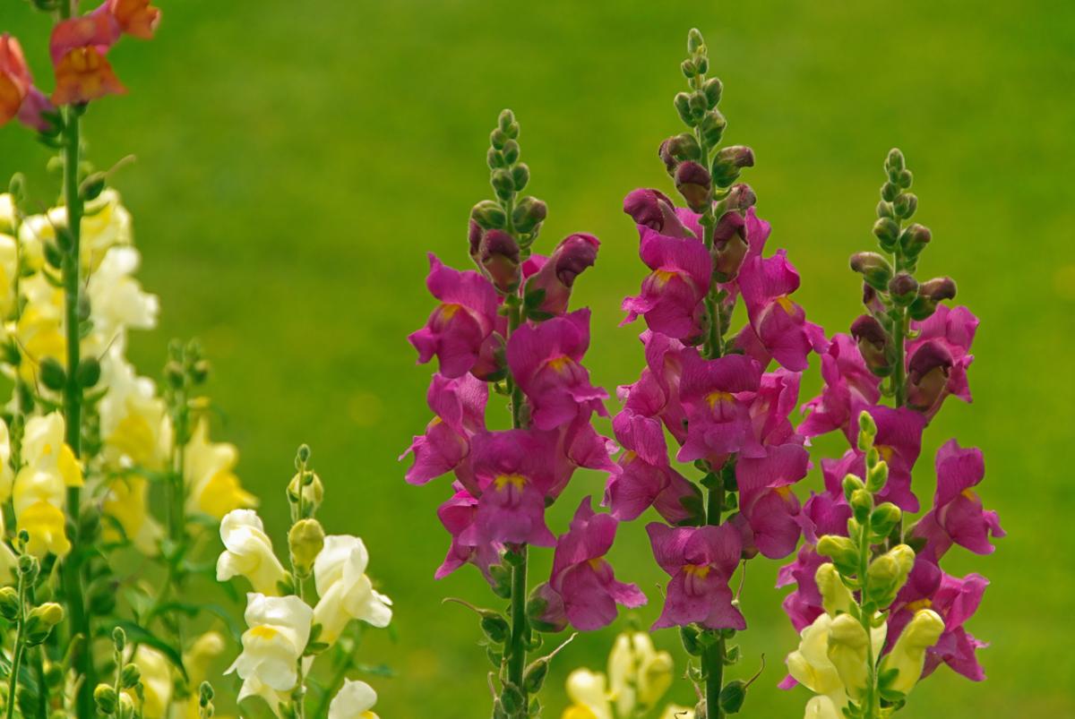 Snapdragon Flower
