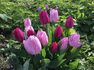 Spring Tulip Flowers In Netherlands