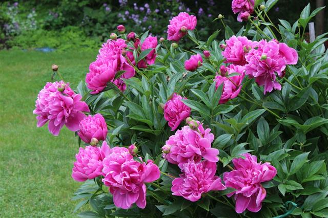 Peony Bush In Garden
