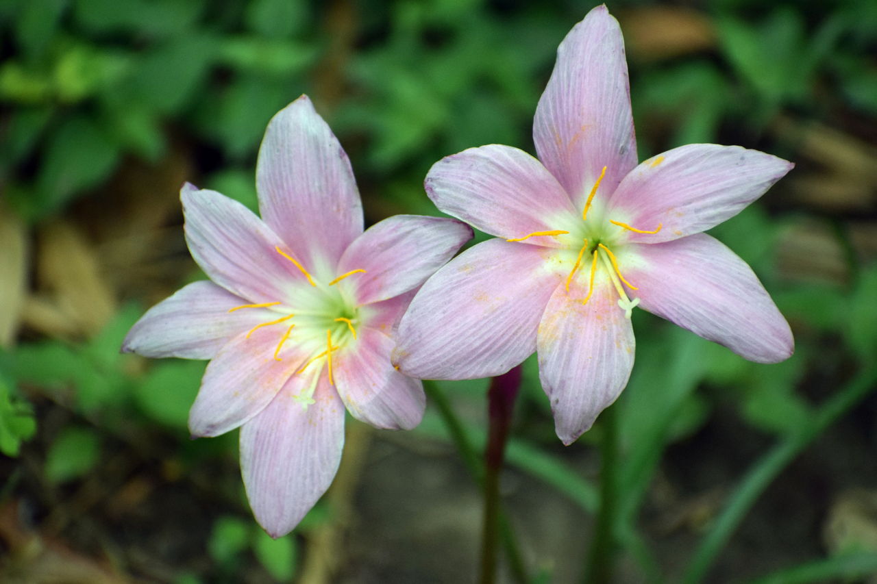 Tulip