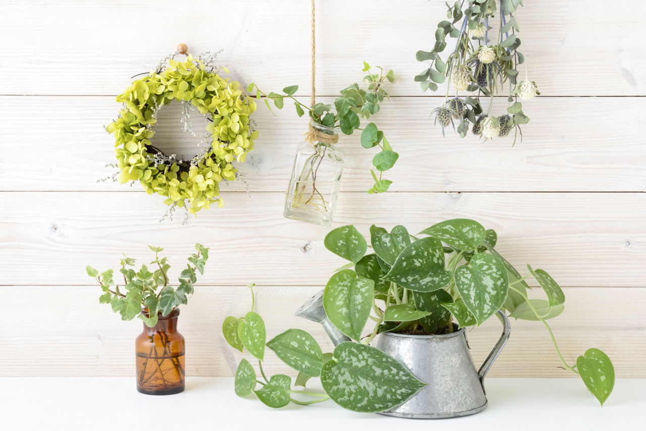 House Plant