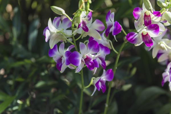 Orchids in a forest