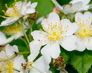 Raspberry Blossom