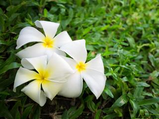 White Plumeria Flower On Green Grass