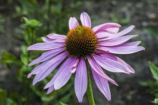 Purple Coneflower