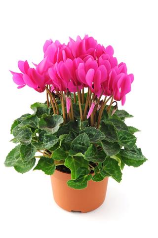 Cyclamen Flowerpot
