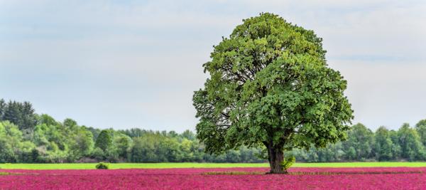 white oak