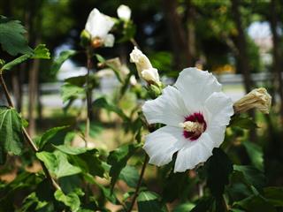 White Hibiscus Flower