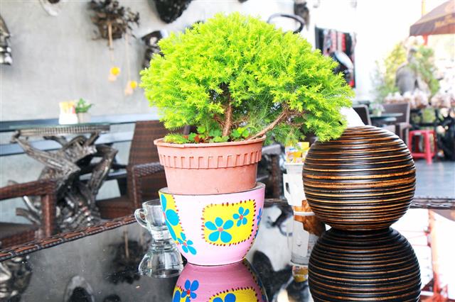 Pine Trees In Pots