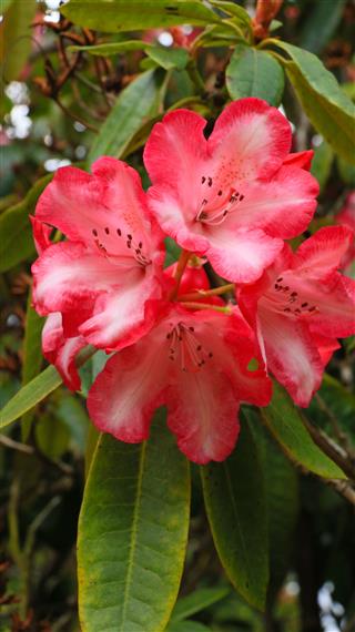 Rhododendron