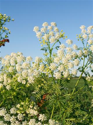 Hemlock