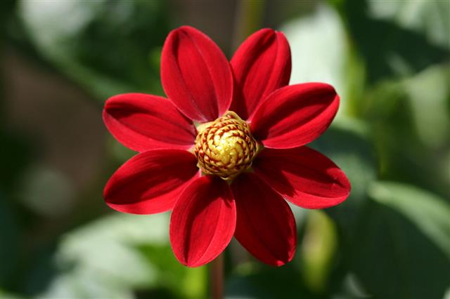 Dahlia