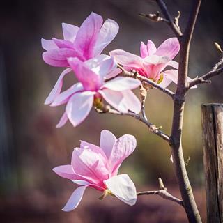 Magnolia Flower In The Park