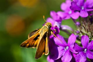 Essex Skipper pollinating Phlox