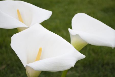 lily 2