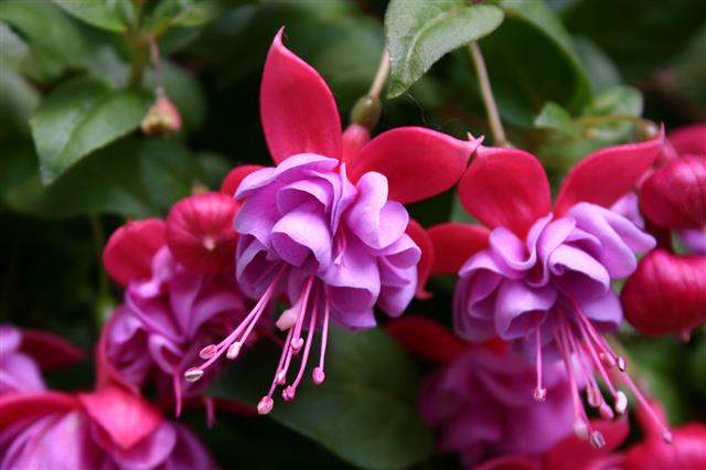 Fuchsia