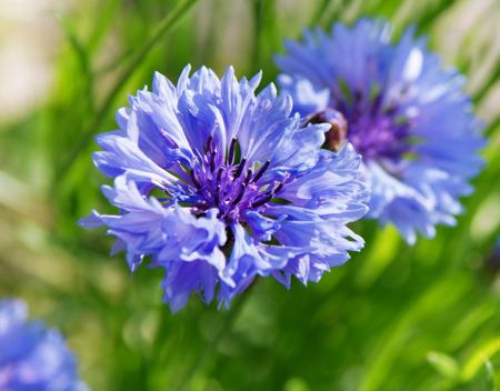 cornflower