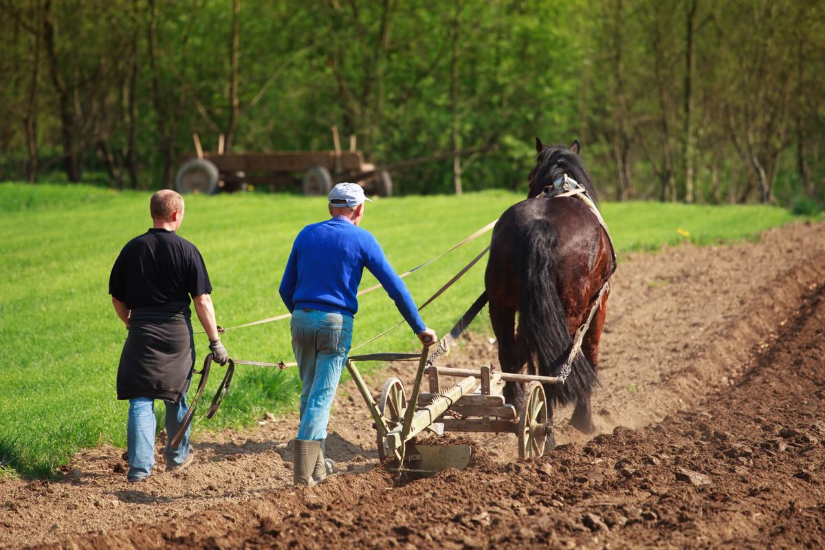 Farmers plowed land horse