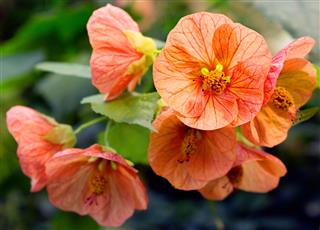 Flower Hybrid Abutilon