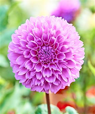 Dahlia Purple Spring Flower