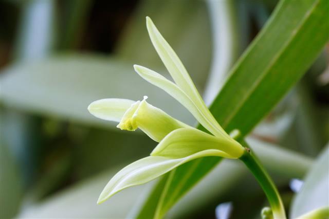 Vanilla Flower
